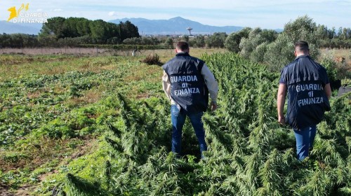 4 tonnellate di canapa sequestrate – Guardia di ...