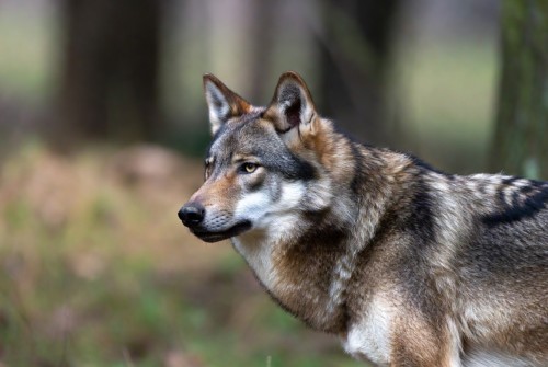 Lombardia — Avvistamenti di lupi, l’assessore ...