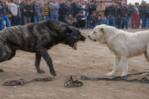 COLLARE A STROZZO O A STRANGOLAMENTO PER ANIMALI. ...